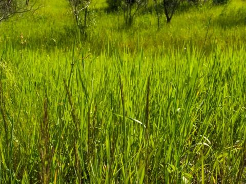 Green grass Stock Photos