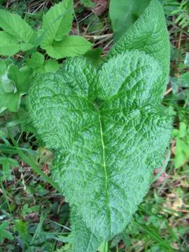 Green grass Stock Photos