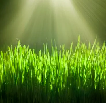 Green grass Stock Photos