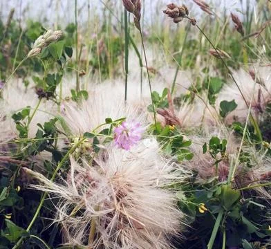 Green grass Stock Photos