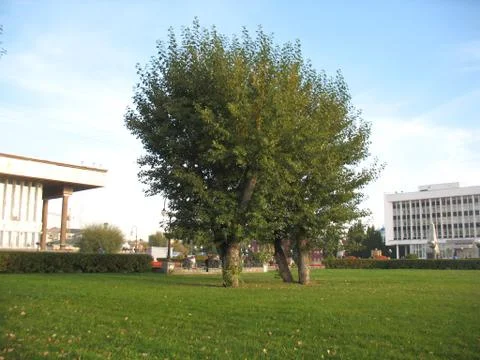 Green grass Stock Photos