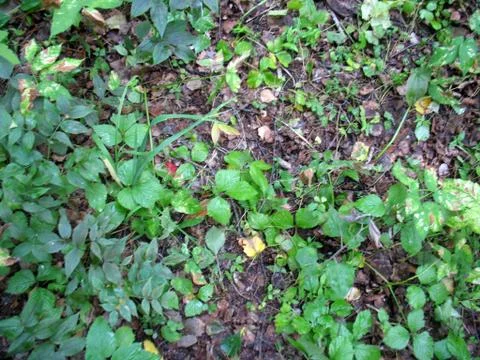 Green grass Stock Photos