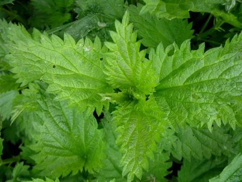 Green grass Stock Photos