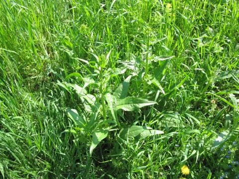 Green grass Stock Photos