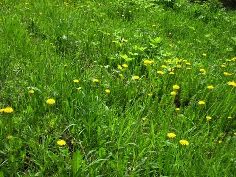 Green grass Stock Photos