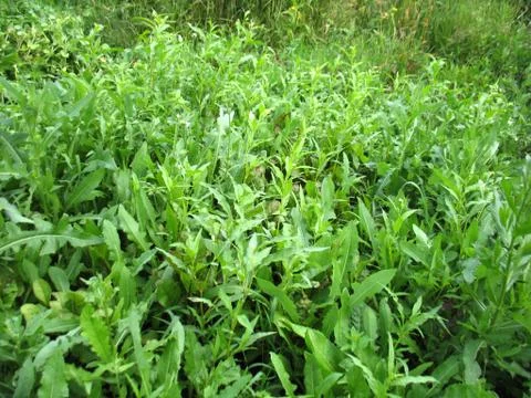 Green grass Stock Photos