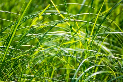 Green grass Stock Photos