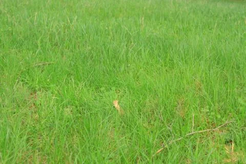 Green grass Stock Photos