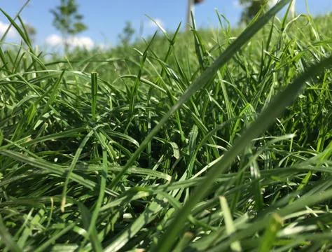 Green grass Stock Photos