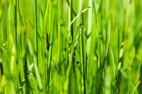 Green grass Stock Photos