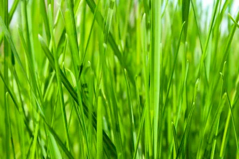 Green grass Stock Photos