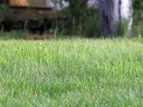 Green grass Stock Photos