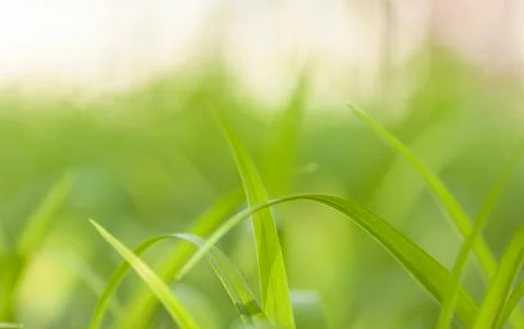 Green grass Stock Photos