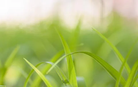 Green grass Stock Photos