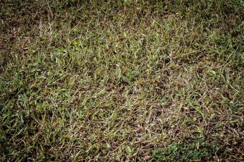 Green grass Stock Photos