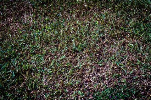 Green grass Stock Photos