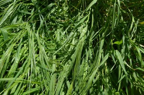 Green grass Stock Photos