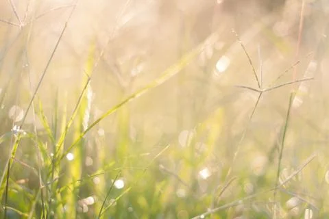 Green grass Stock Photos