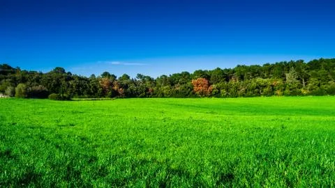Green grass Stock Photos