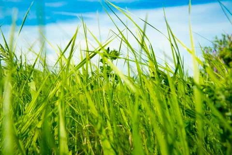 Green grass Stock Photos