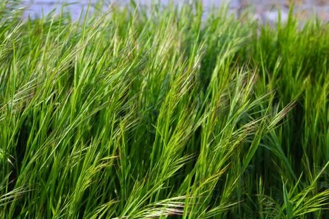 Green grass Stock Photos
