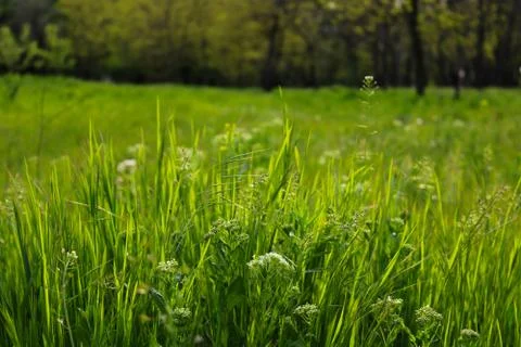 Green Grass Stock Photos