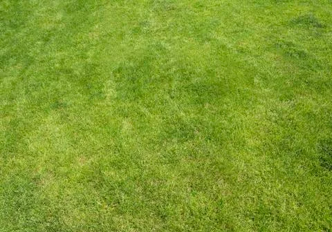 Green grass Фото