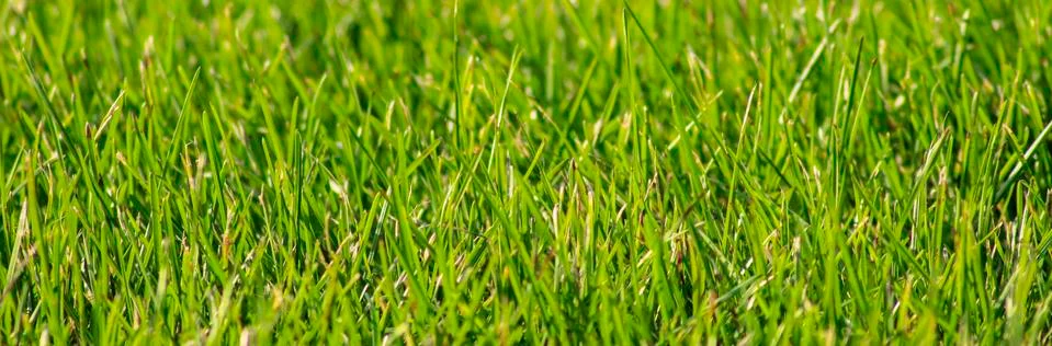 Green grass Stock Photos