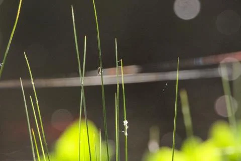 Green grass Stock Photos