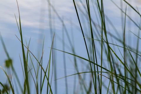 Green grass Stock Photos