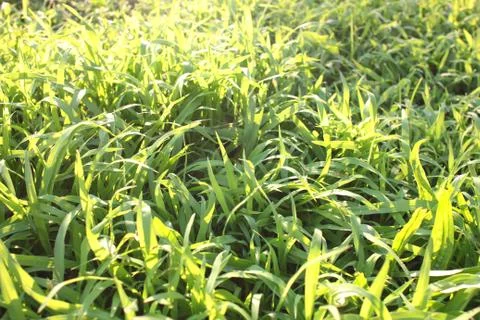Green grass Stock Photos