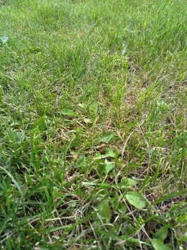 Green grass Stock Photos