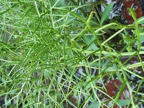 Green grass. Stock Photos
