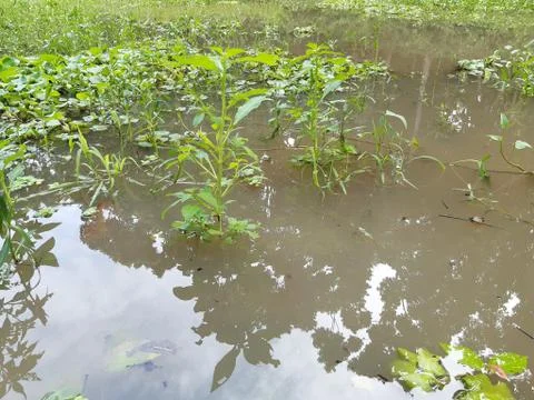 Green grass. Stock Photos
