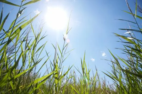Green grass Stock Photos
