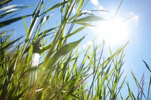 Green grass Stock Photos