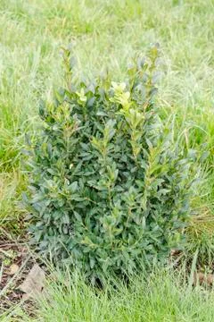 Green grass Stock Photos