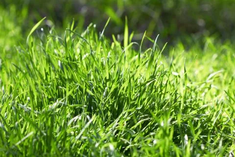Green grass Stock Photos