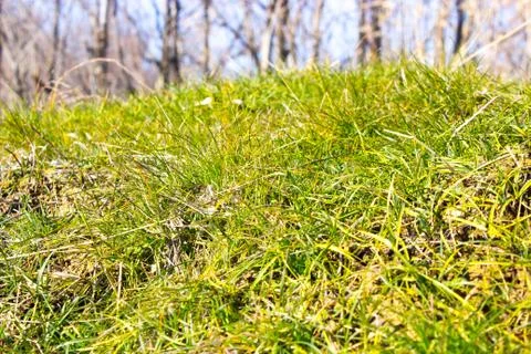 Green grass Stock Photos