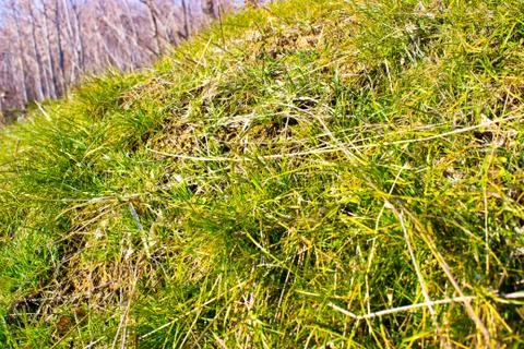 Green grass Stock Photos