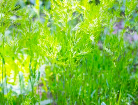 Green grass Stock Photos