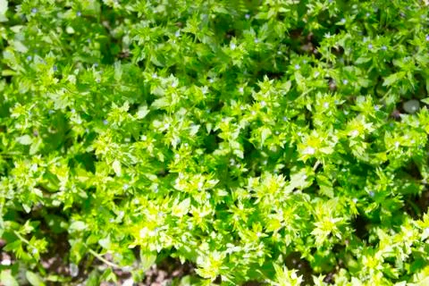 Green grass Stock Photos