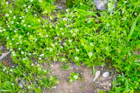 Green grass Stock-Fotos