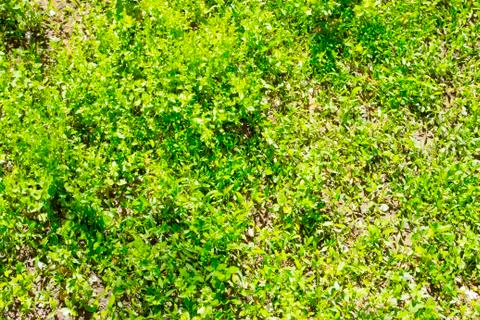 Green grass Stock Photos