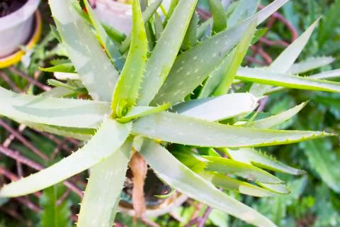 Green grass Stock Photos