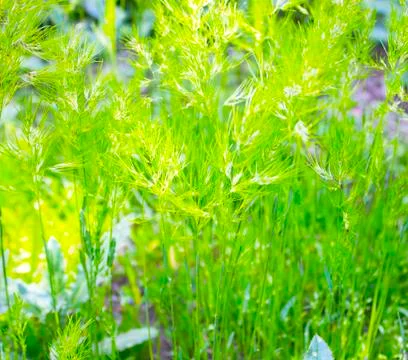 Green grass Stock Photos