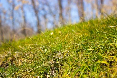 Green grass Foto stock