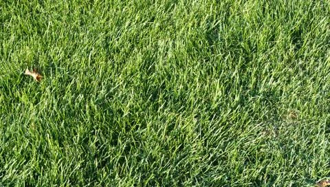 Green grass Stock Photos