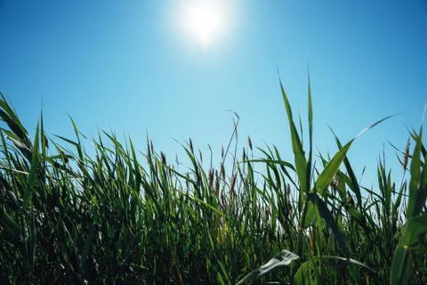 Green grass. Stock Photos