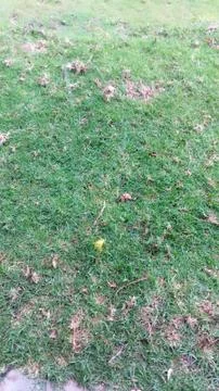 Green grass Stock Photos